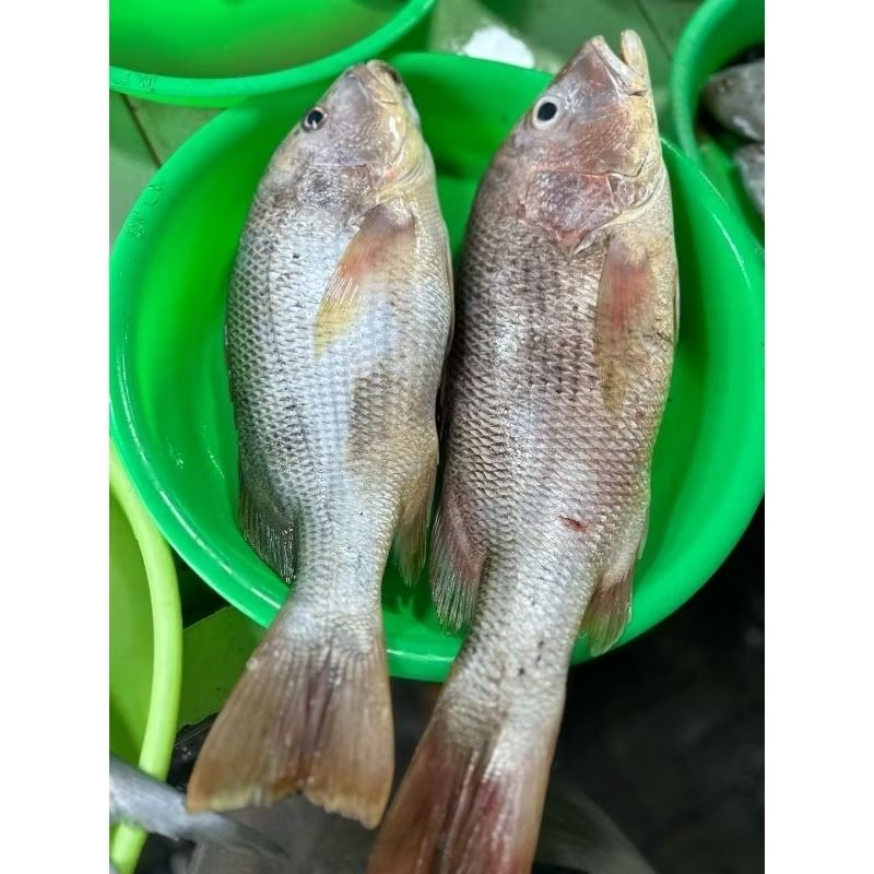 

Kakap Jenaha / Jinaha