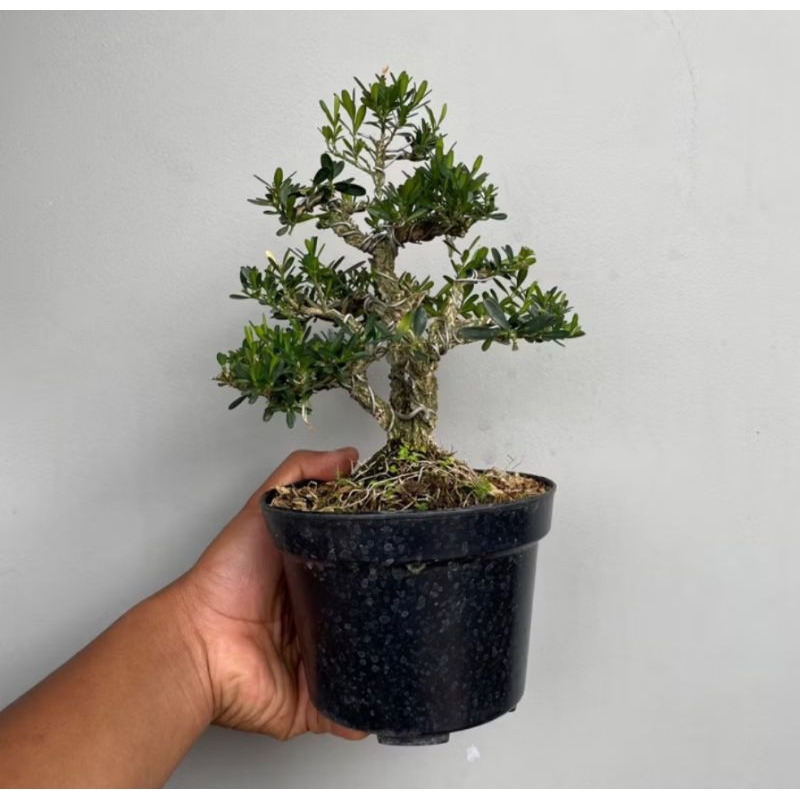 bonsai boxus bahan bonsai boxus mame atau shito sudah hidup bonsai boxus murah bahan bonsai boxus mu