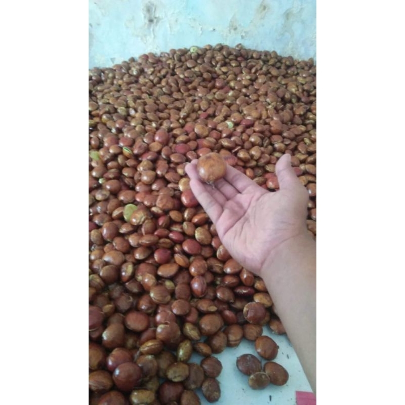 

jengkol Fress 250 gram