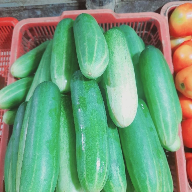 

timun cucumber 500 gram