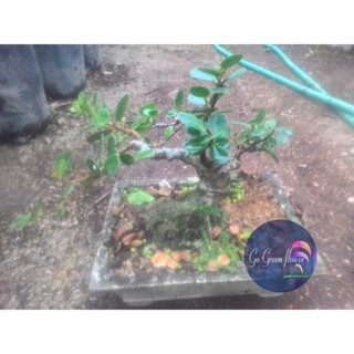 BONSAI DOLAR Bahan bonsai dolar BUNGA TAMAN TANAMAN HERBAL