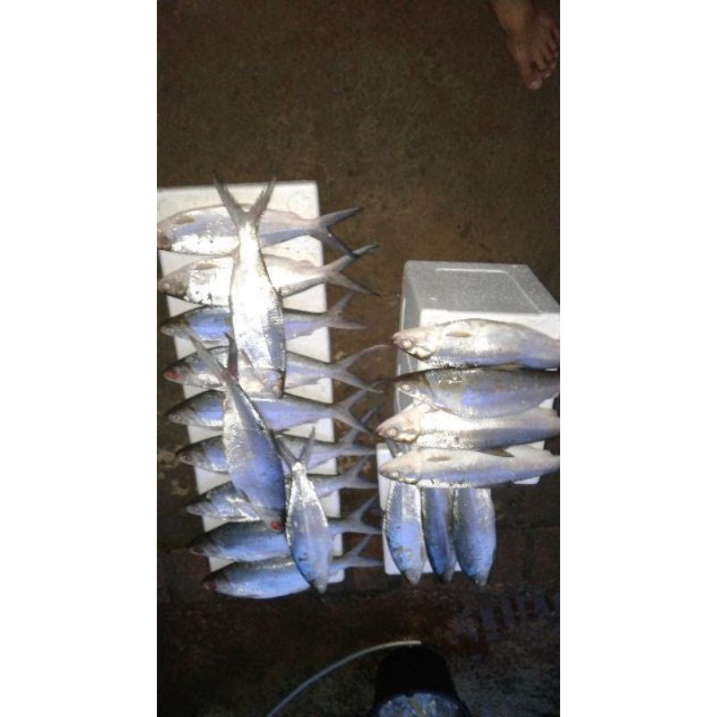 

PAKET BANDENG 1box isi 4KG