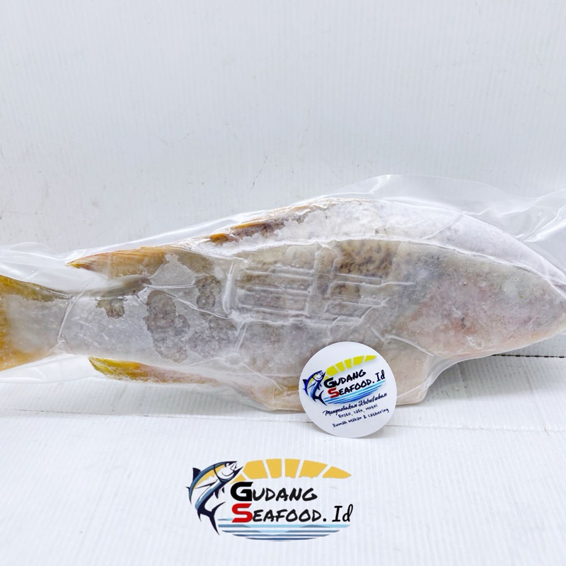 

Ikan kakap tanda utuh 250-400 gram/ekor
