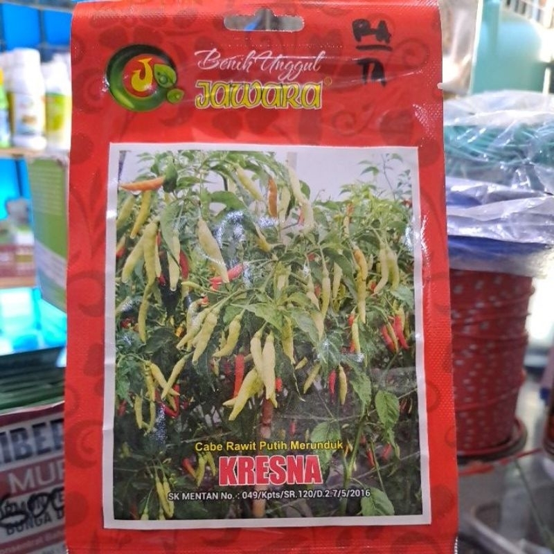 Benih Unggul Jawara Cabe Rawit Putih Merunduk Kresna 10gr/benih cabe rawit/rawit merunduk/cabe rawit