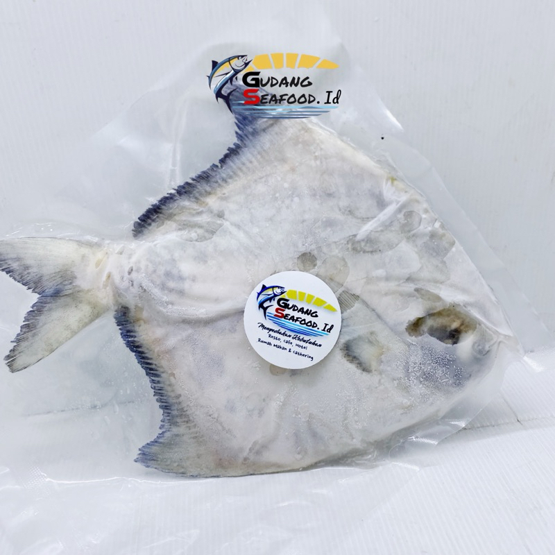 

Ikan bawal tambak 200-300 gram / ekor