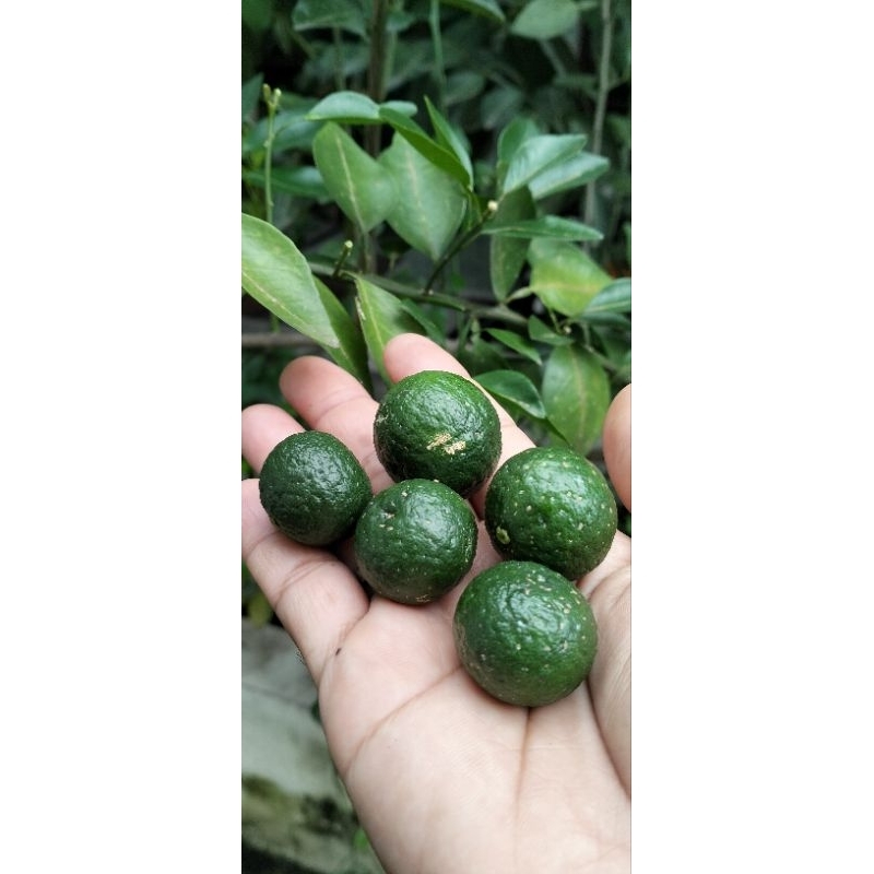 

JERUK LIMAU /JERUK SAMMBAL 100g
