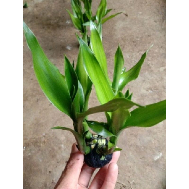 Bambu hoki-bambu air- bambu keberuntungan bambu hoki media aquascape