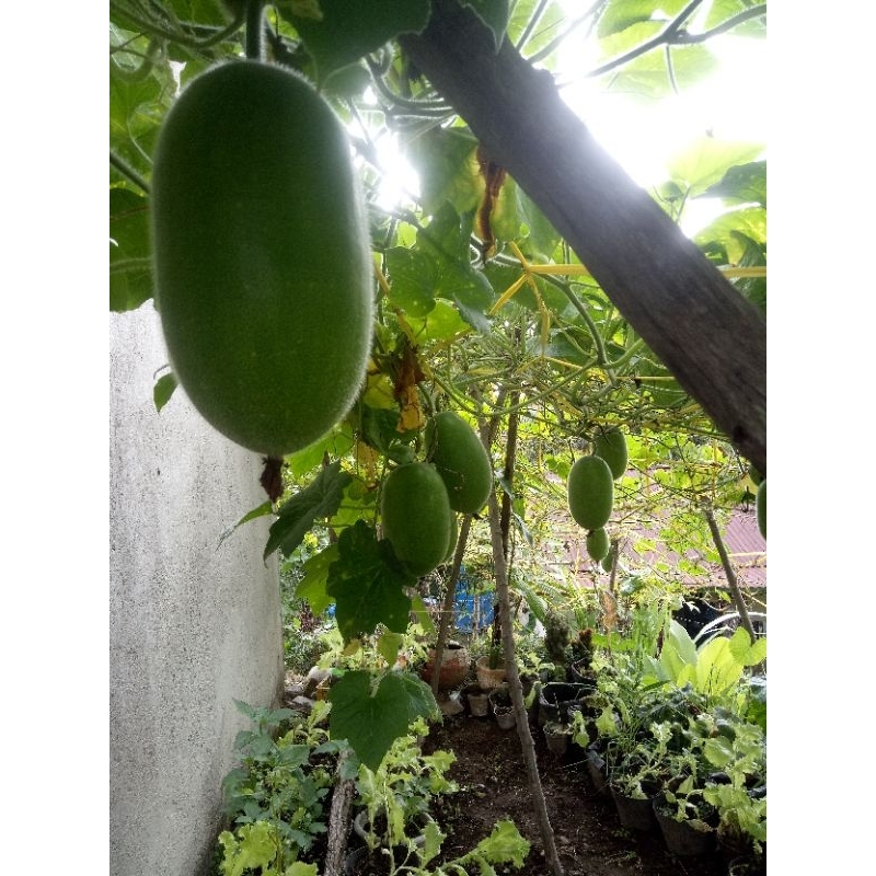

Labu Air (Beligo/kundur/blonceng)