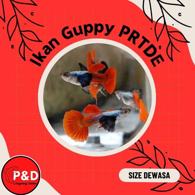 Ikan Guppy PRTDE | Ikan Guppy Platinum Red Tail Dumbo Ear | Ikan Guppy