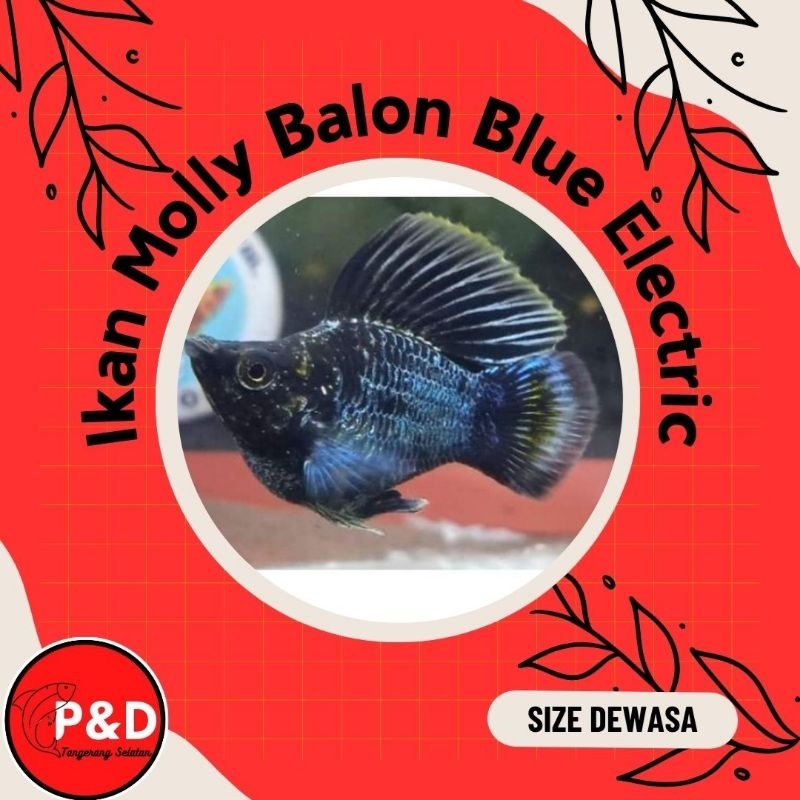 Ikan Molly Balon Blue Electrik | Ikan Molly Balon Blue Elektrik | Ikan Aquascape Aquarium