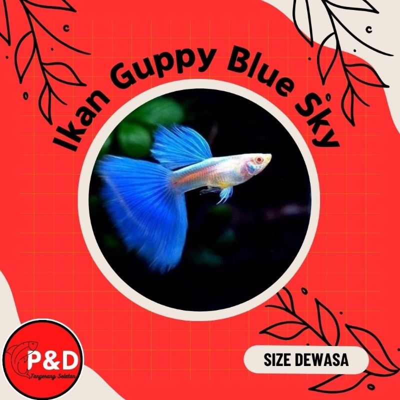 Ikan Guppy Blue Sky | Ikan Guppy Topaz | Ikan Aquascape Aquarium