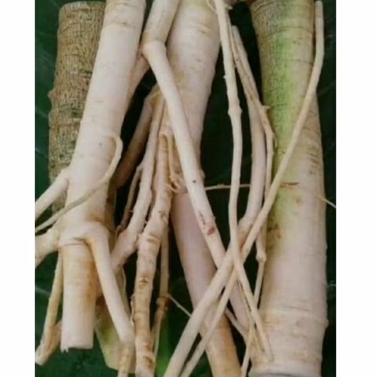 

250 GRAM AKAR PEPAYA SEGAR D AMBIL SAAT ADA PESANAN