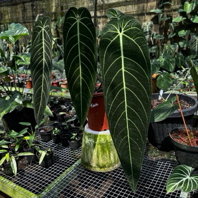 Anthurium warocqueanum