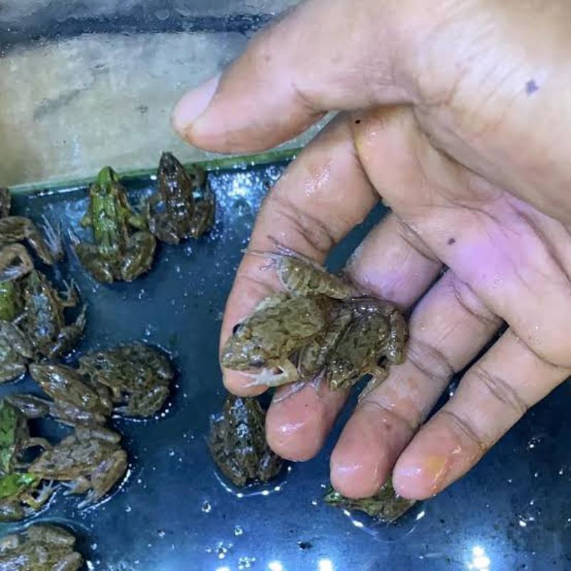 anakan katak sawah hidup (50ekor)