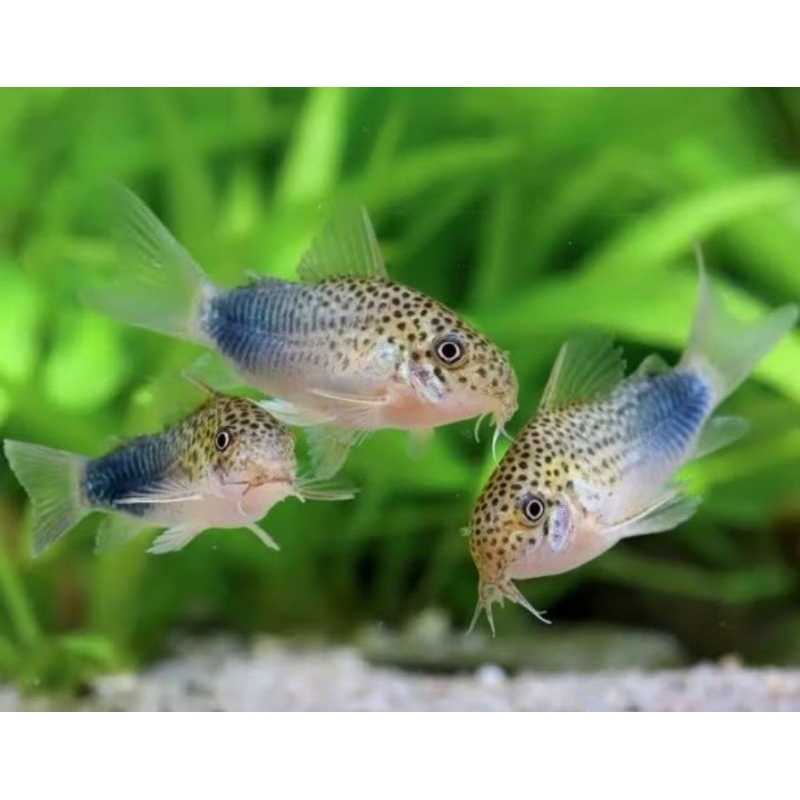 Ikan Hias Corydoras Similis Size Indukan 3-3,5 Cm