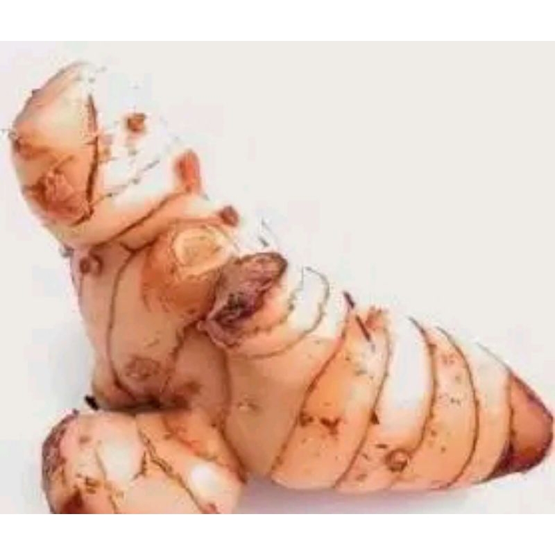 

Lengkuas/Laos bumbu masakan fresh 500 gram