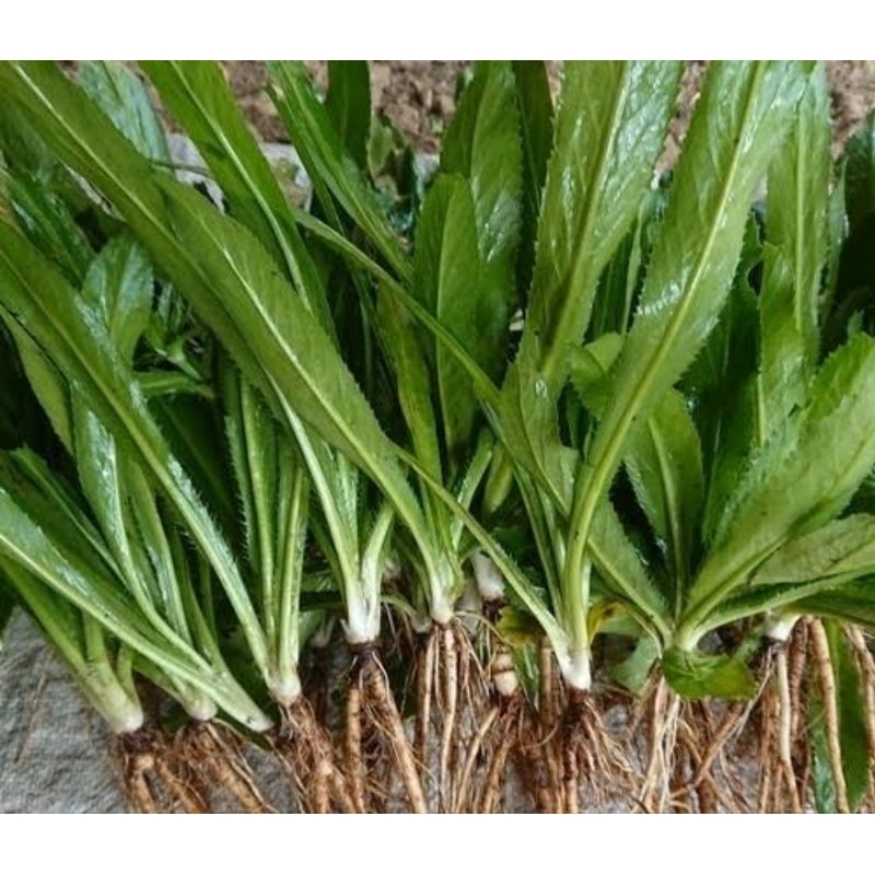 

Walang sangit super plus akar isi 25 pohon pilihan-az