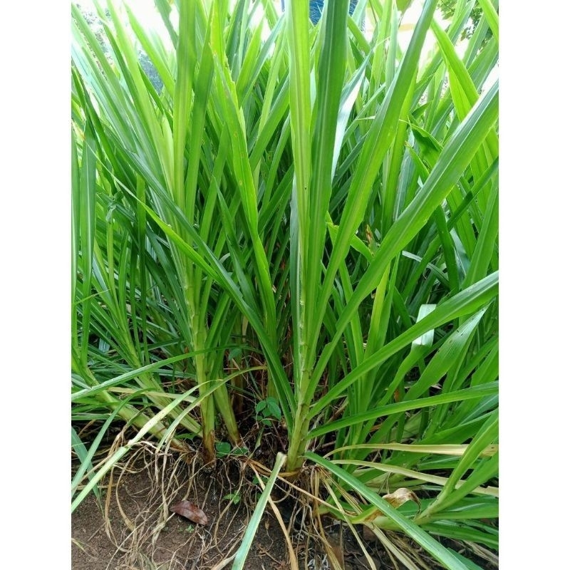 bibit rumput odot segar perkilo