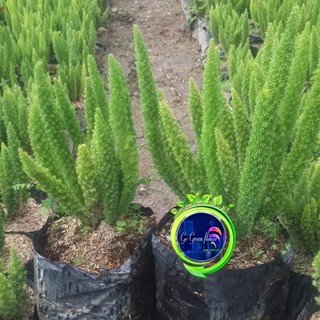 Cemara Ekor Tupai Asparagus Densiflorus Asparagus fern Plume asparagus foxtail fern asparagus densif