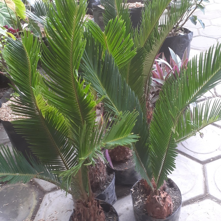 Bibit Tanaman Sikas Jumbo/ Palm Sikas Jumbo - FREE ONGKIR SELURUH INDONESIA- ONGKIR DITANGGUNG PENJU