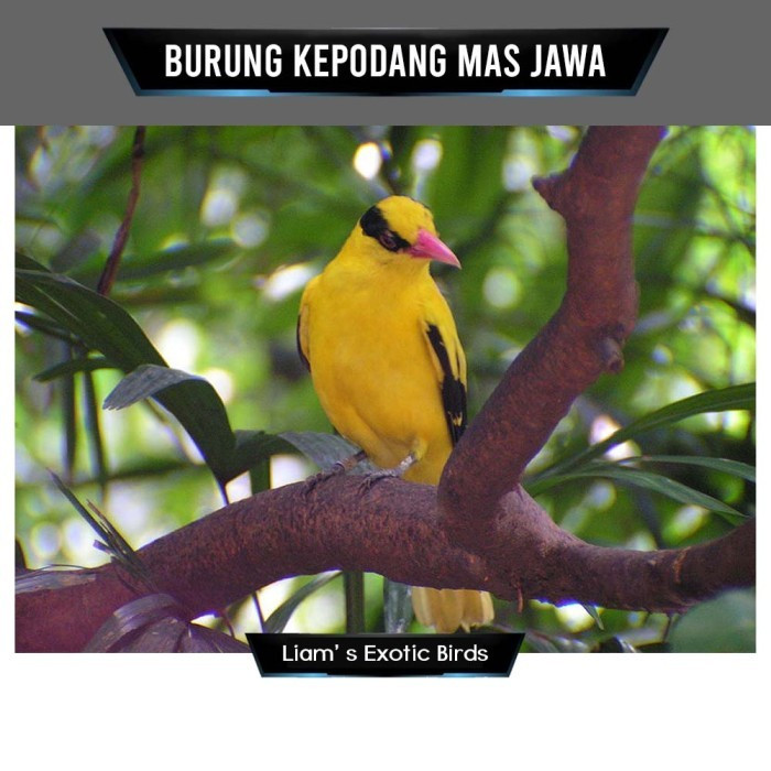Burung Kepodang mas Jawa pilihan rawatan
