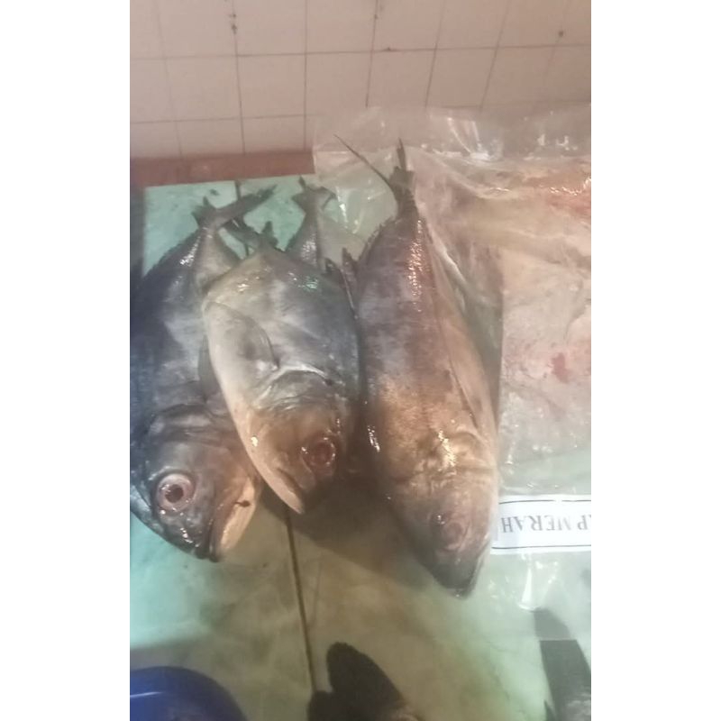 

ikan kue konsumsi
