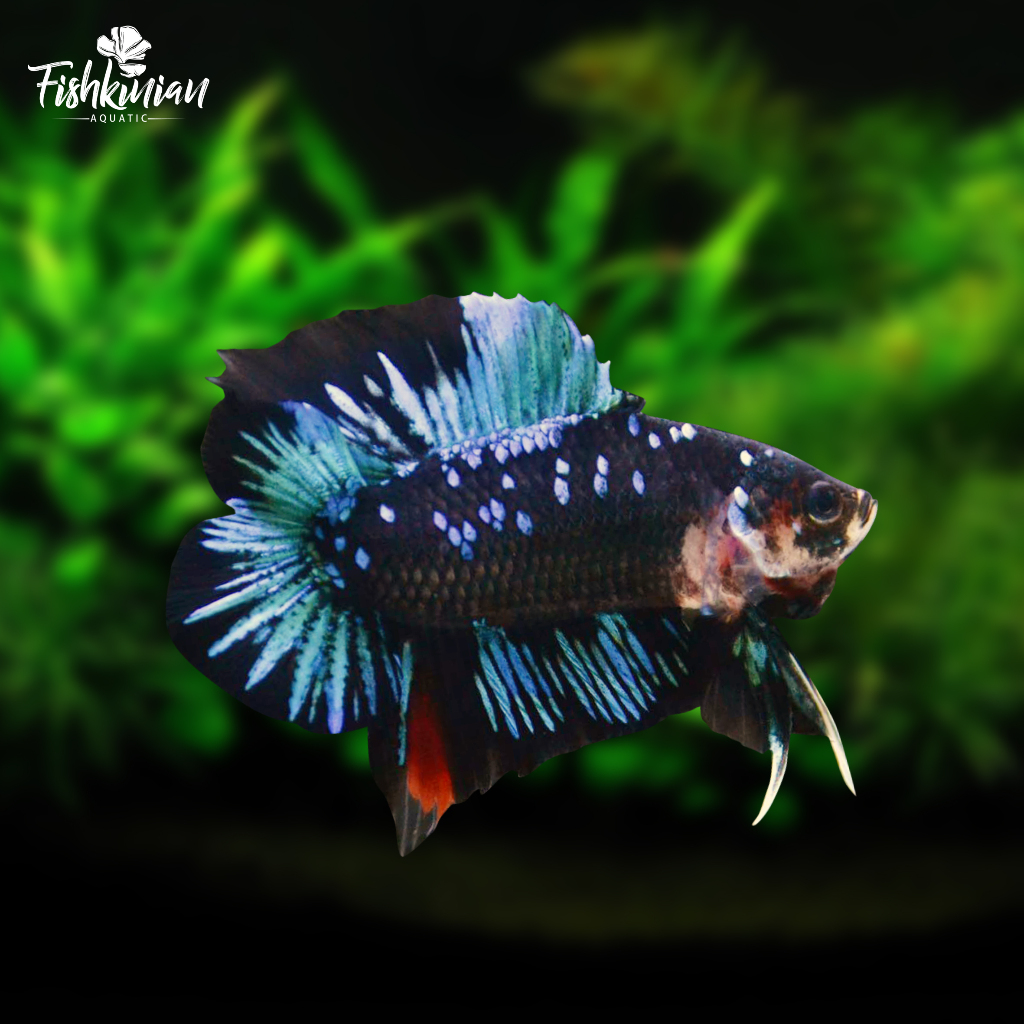 plakat/double/tail/pkdt/avatar/line/thailand