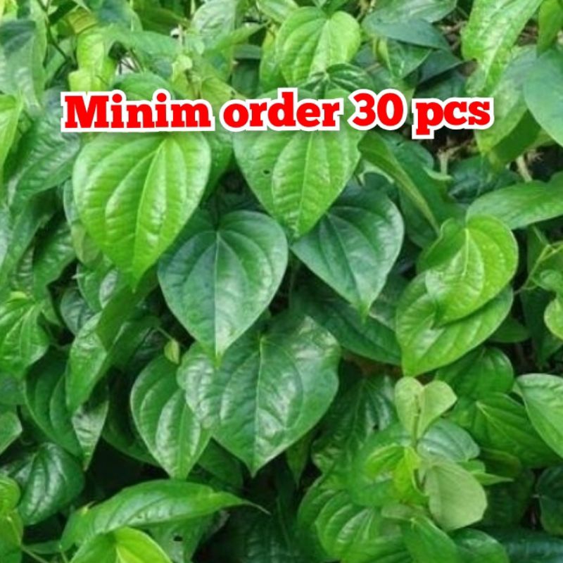 

Daun sirih hijau segar herbal banyak manfaat (ECER / SATUAN)