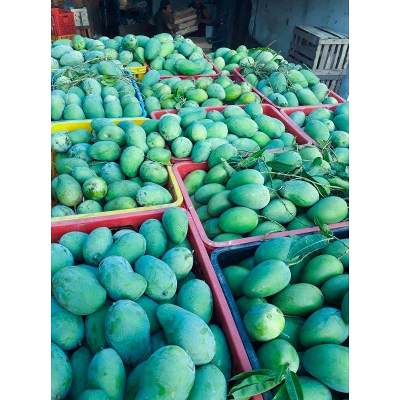 Buah mangga muda mentah campur (masam/belah biji) rujak Indramayu segar rujakan fresh dari pohon/Pel