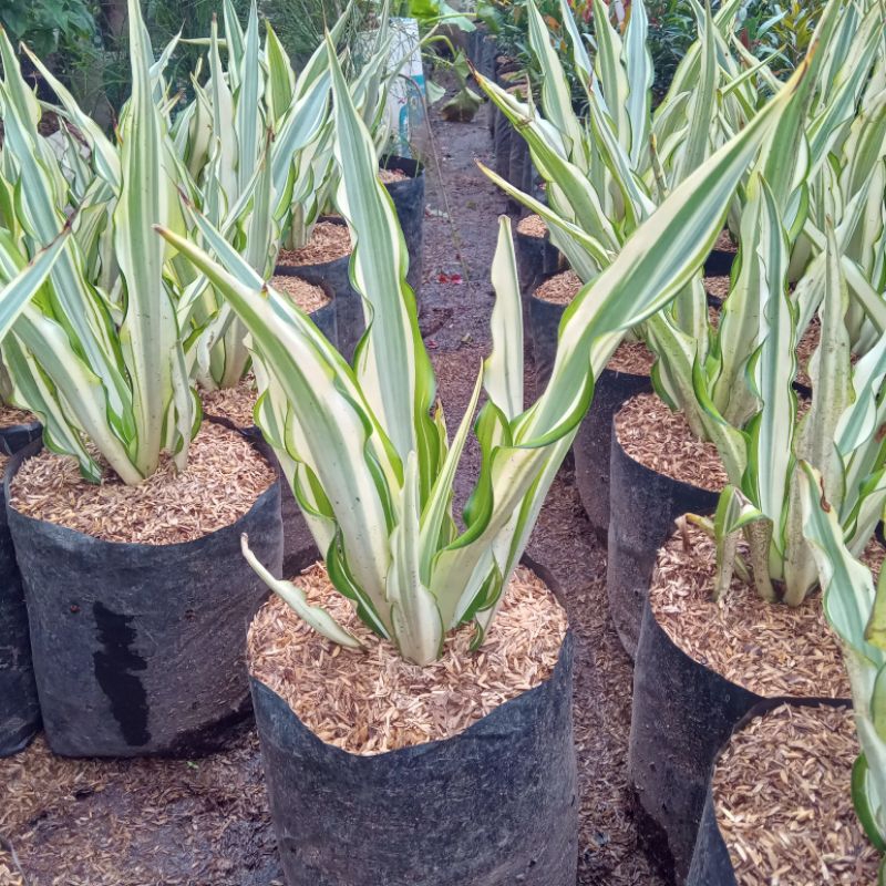 Tanaman hias bunga Agave gigantea daun kuning