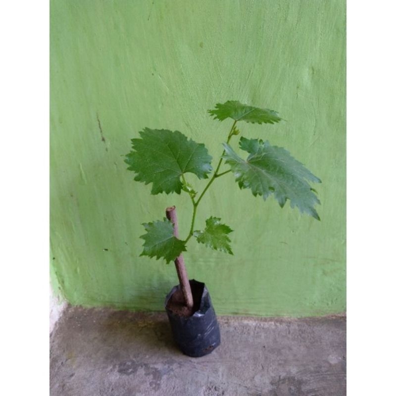 ZUNA¶ Bibit Anggur Yellow Belgia Isabella Red Master Stek Batang