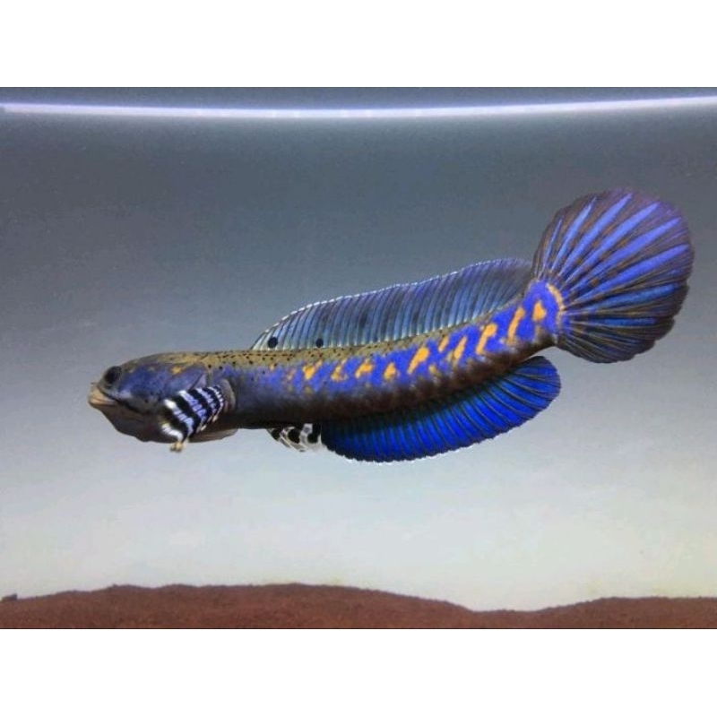 ikan cana pulcra
