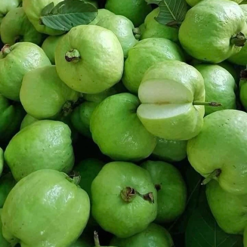 

JAMBU KRISTAL | JAMBU | JAMKRIS 1kg ISI 2/3 BUAH