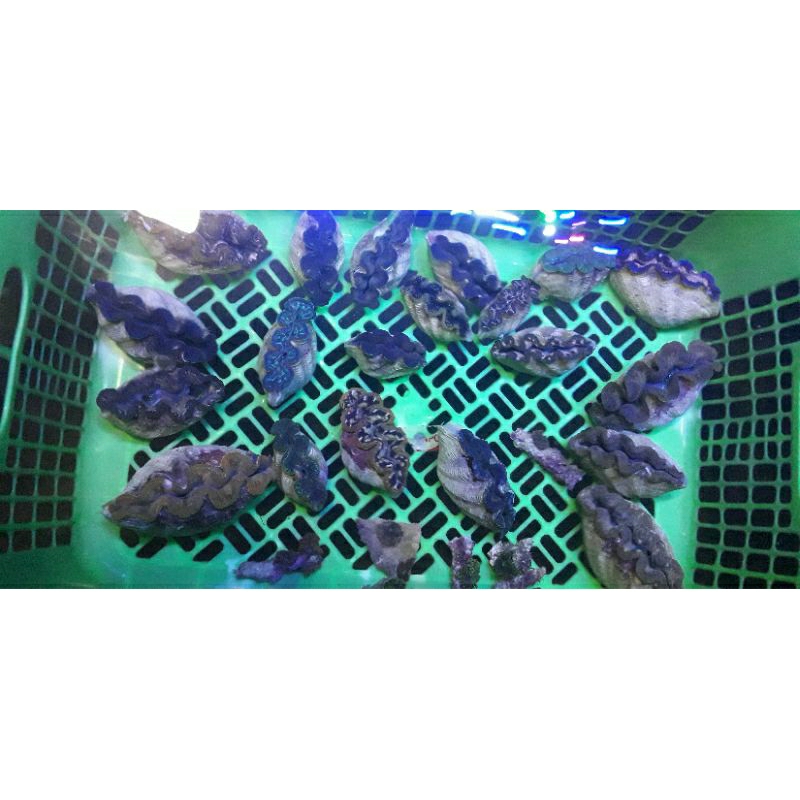 

PAKET KERANG KIMA/ KERAG HIAS/MEDIA FILTRASI AKUARIUM LAUT 20 EKOR