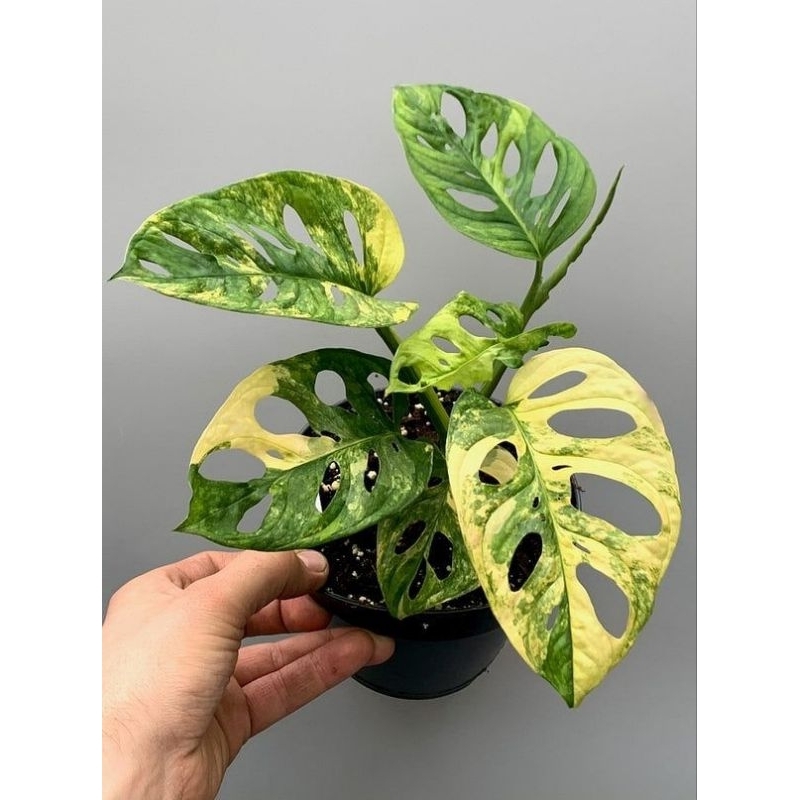 monstera janda bolong varigata