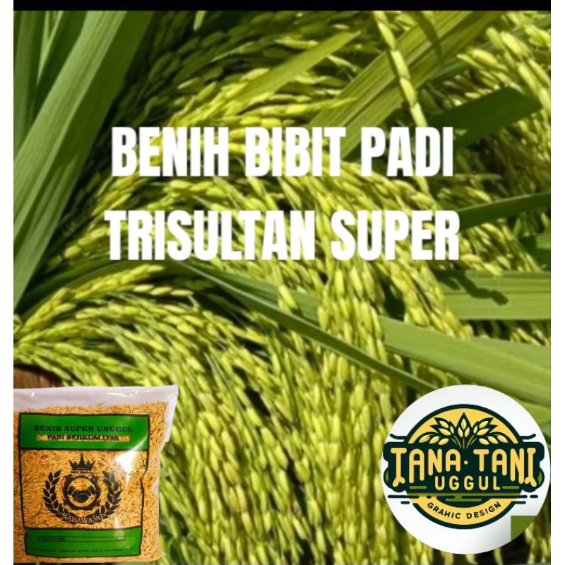 BENIH BIBIT PADI TRISULTAN KUALITAS UNGGULAN 5kg