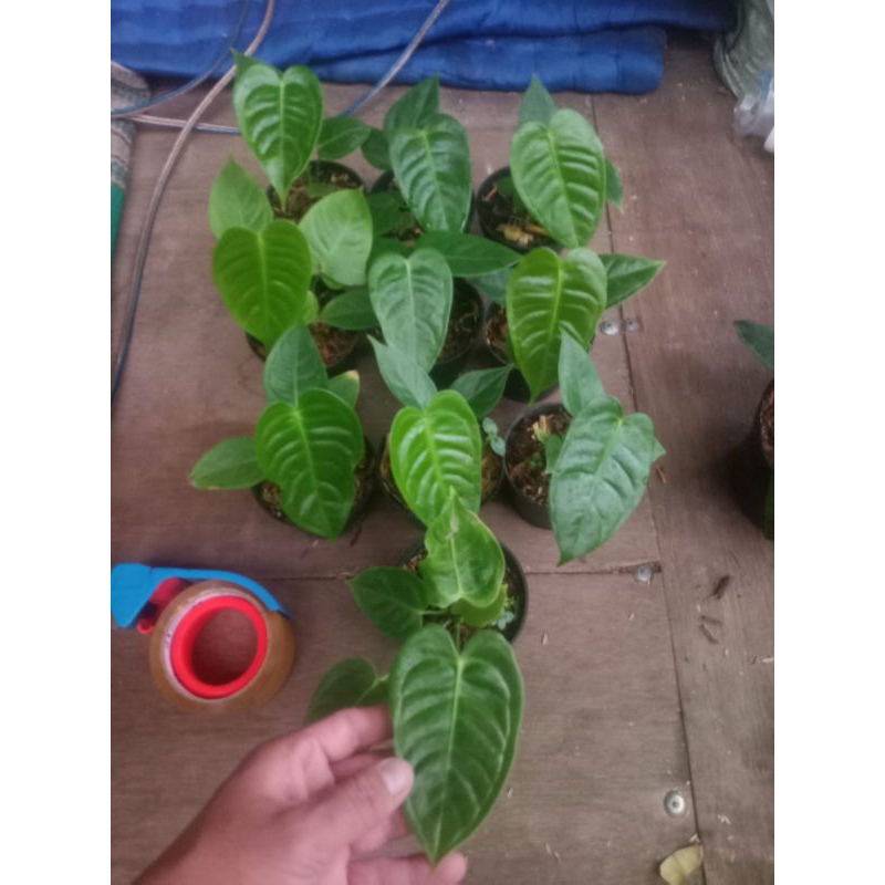 anthurium veitchii original