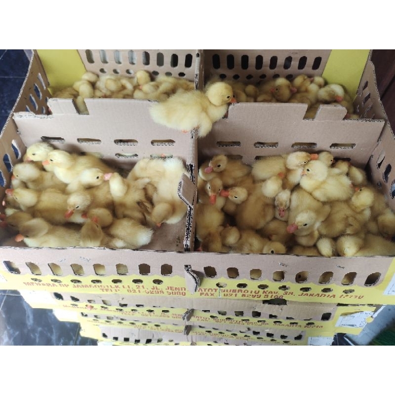 bibit bebek peking