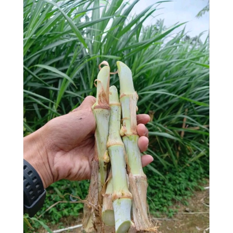 BIBIT ODOT SUPER JUMBO 1KG MURAH