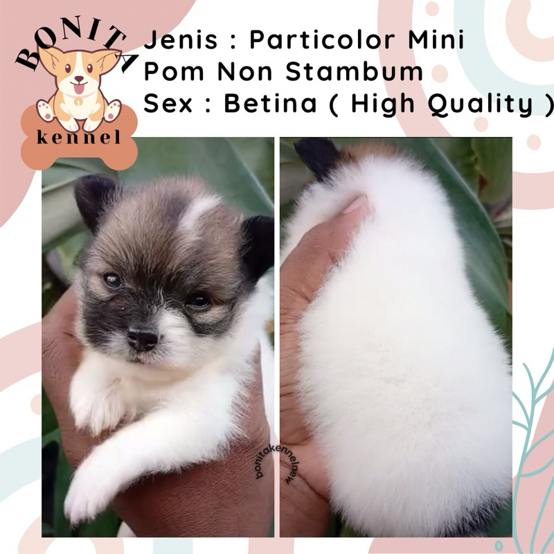 Mini Pom Non Stambum Black Snow White Particolor Mini Pomeranian Non Stambum Jantan Betina Anakan An