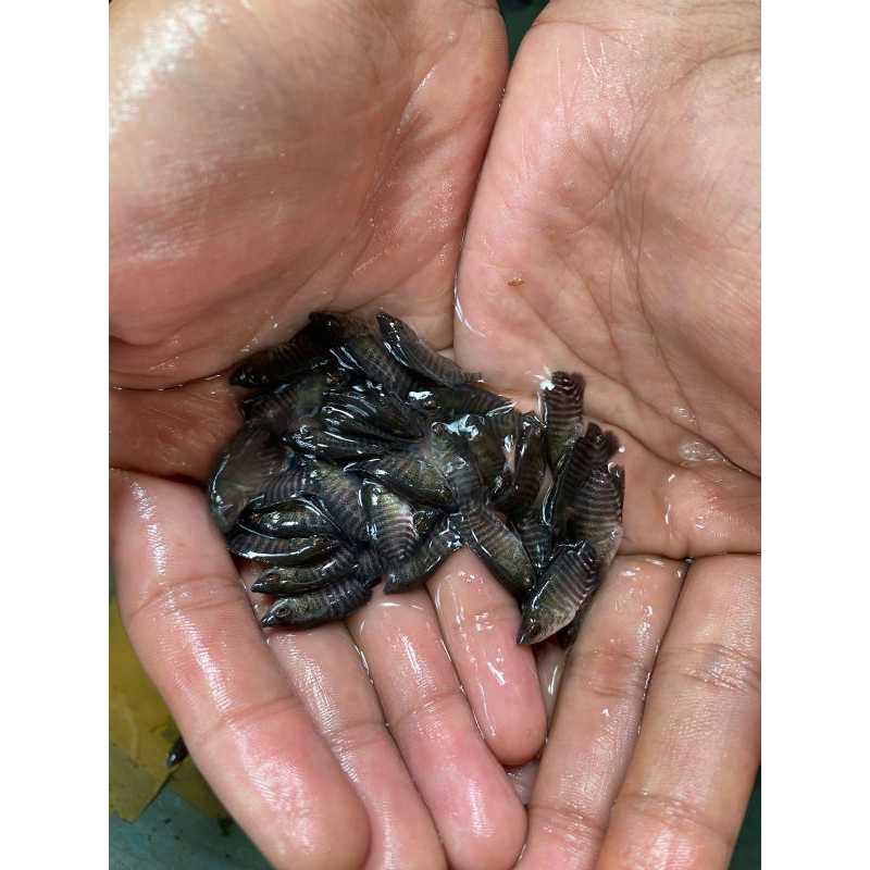 bibit gurame  ekor(bibit gurame)