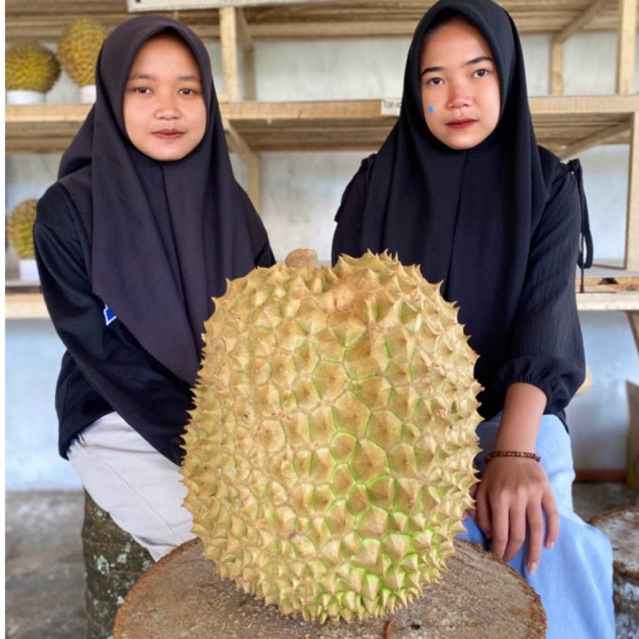 Durian Montong Thailand (utuh)