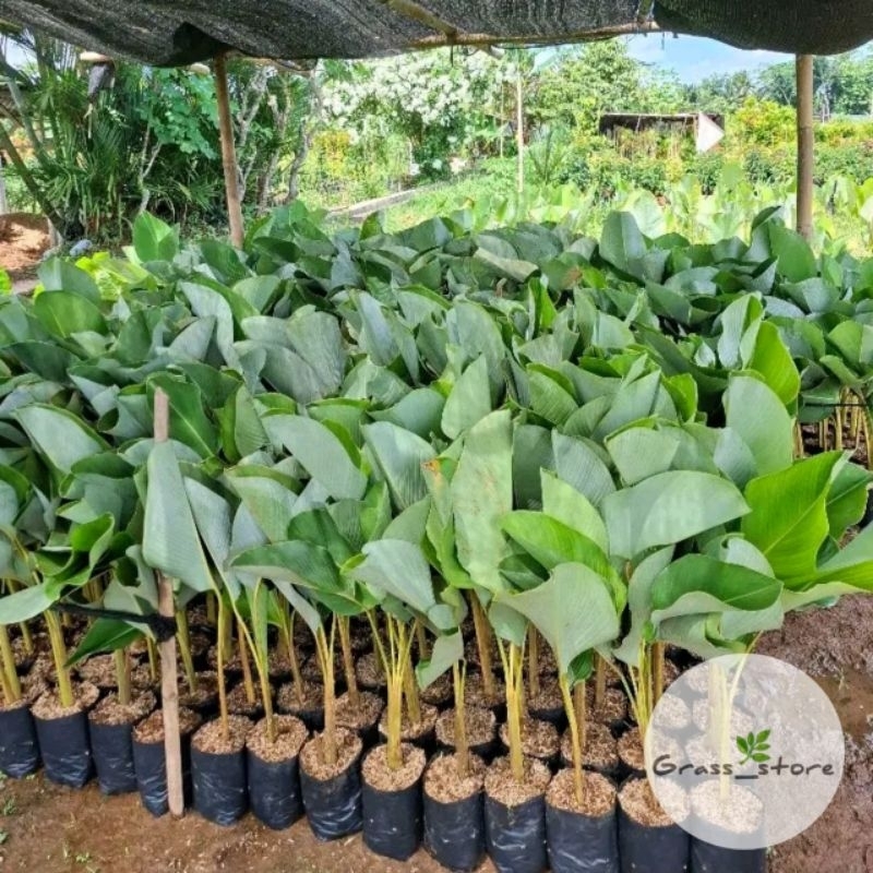 tanaman taman calathea pisang / calatea /calathea pisang kipas / luthea