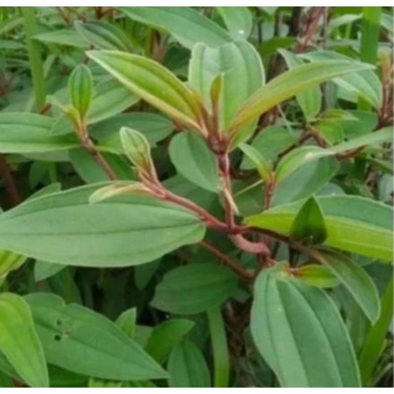 

Daun fresh Senggani senduduk harendong 150 gram