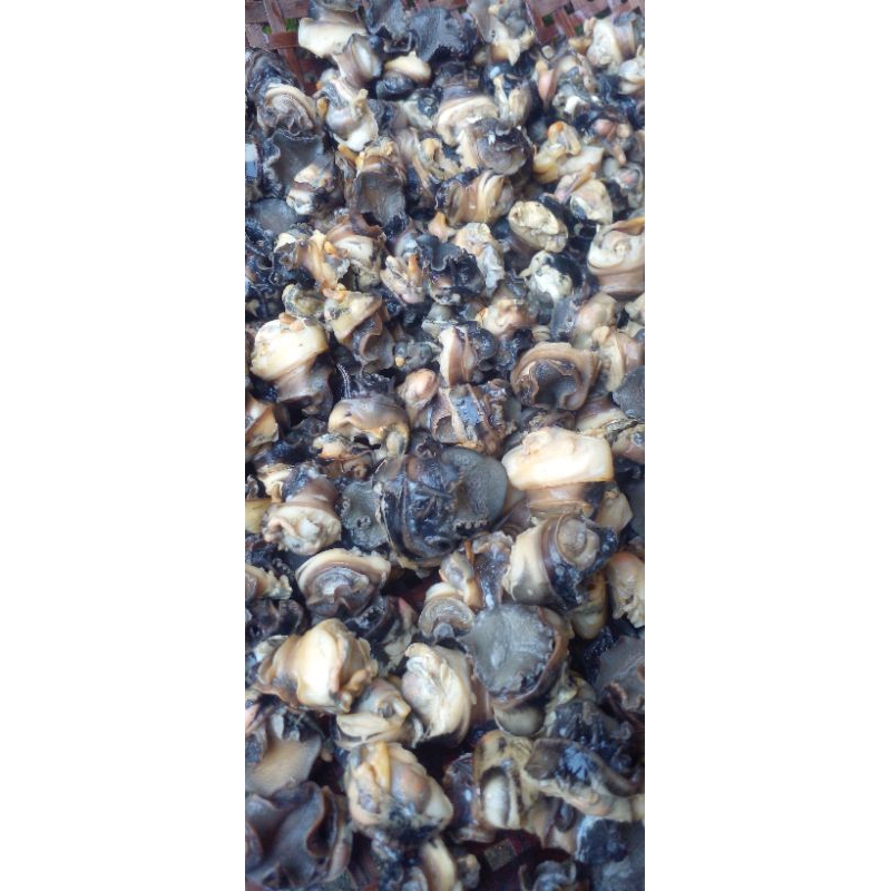 

daging keong segar
