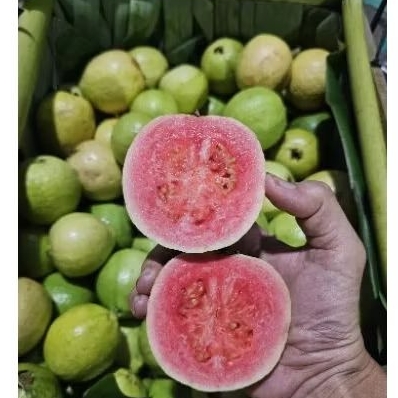 

Jambu Merah Guava 1kg