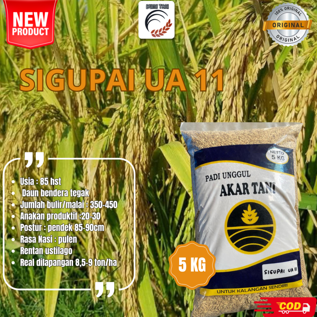 NEW Benih Padi Sigupai UA 11 Kemasan 5kg Original Bibit Padi Unggul