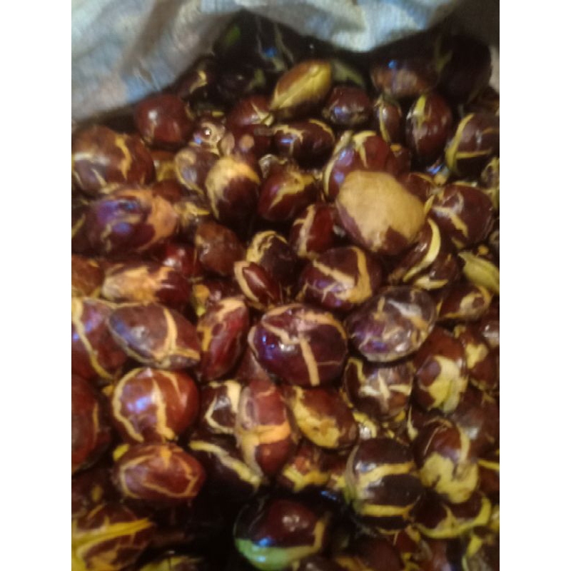 

RB22 Jngkol sepi tua sufer fres neto 1kg