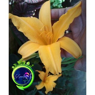 LILY KUNING TANAMAN HIAS calla lili kuning leli tanaman herbal LILY KUNING TANAMAN HIAS bibit bunga 