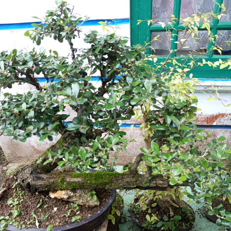 bonsai dewandaru